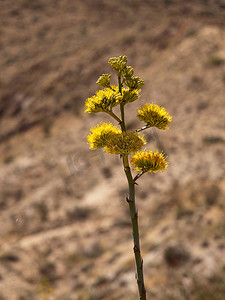 百年植物在沙漠中绽放