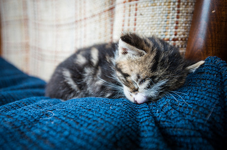 天猫品牌季摄影照片_睡在沙发上的小猫