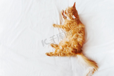 可爱的姜猫舔着，躺在床上。