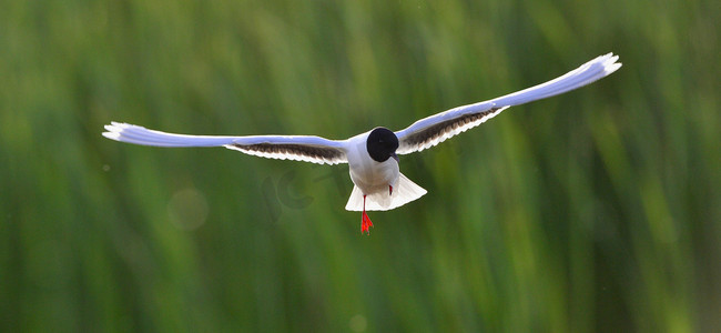 飞翔的水鸟摄影照片_飞翔的黑头鸥 (Larus rodibundus) 的正面
