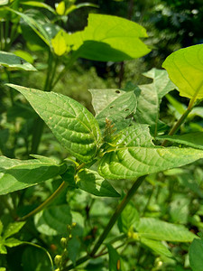 自然背景下的 Asystasia gangetica（紫罗兰、科罗曼德、匍匐毛地黄、Asystasia gangetica micrantha）。
