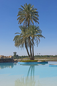 无边泳池岛上的大枣棕榈树