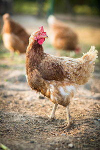 黑色的母鸡摄影照片_农家院里的母鸡