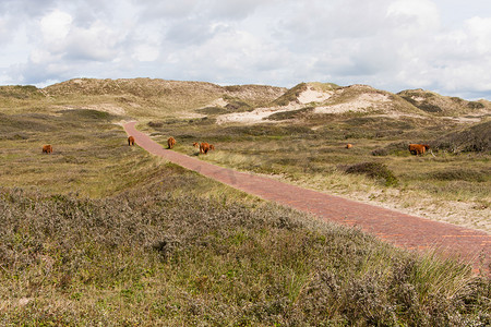 荷兰的沙丘景观