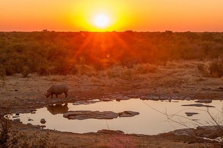 黑犀牛，在水坑里有日落背景的浏览器