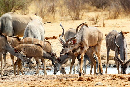 一群捻角羚从水坑里喝水