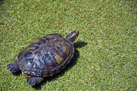黑绿背景摄影照片_绿草中的黑龟，左侧