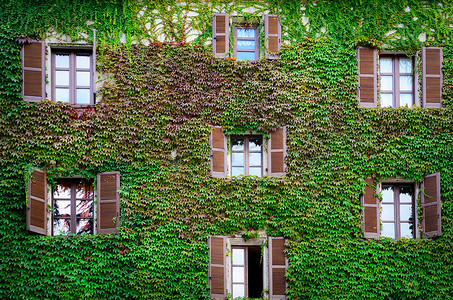 建筑墙壁和窗户覆盖着常春藤和藤蔓