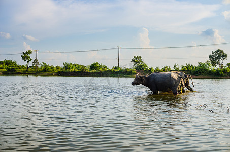 大池塘摄影照片_泰国水牛
