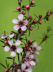 瀑布群摄影照片_澳大利亚本土春天的花朵 Leptospernum 粉红色瀑布