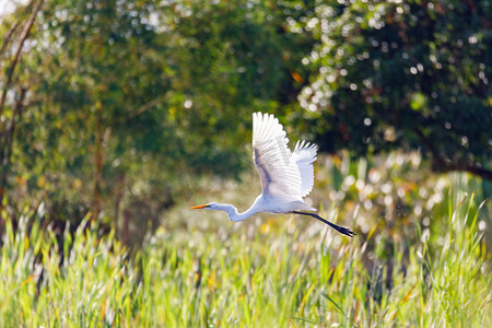 飞翔的苍鹭，马苏阿拉 马达加斯加