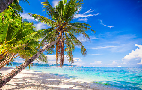 白色沙滩上的椰子棕榈树