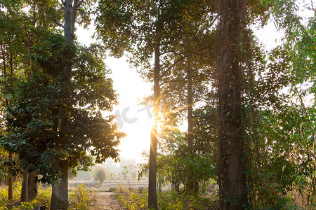 在泰国农村领域的早晨日出