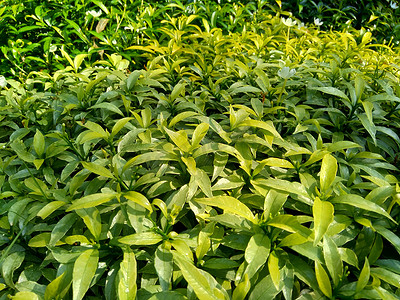 关闭绿色栀子花（栀子花、茉莉花、茉莉花、丹丹、茉莉）与自然背景。