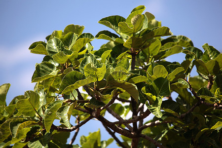 瓦卡树（Ficus bada）