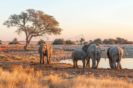 Okaukeujo 水坑里的非洲象