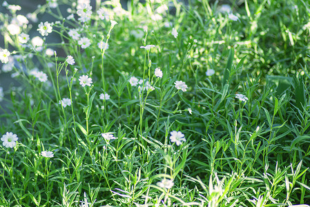 花园里的白色小花。自然背景。