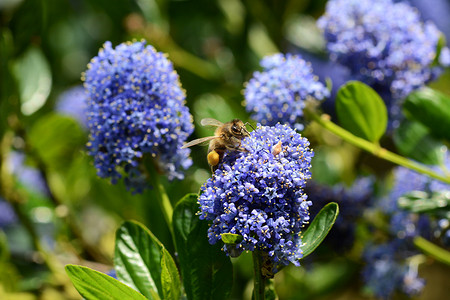 蜜蜂在ceanothus上采集花粉