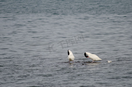 黑颈天鹅摄影照片_黑颈天鹅 Cygnus melancoryphus 在海上。