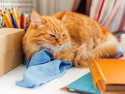 可爱的姜猫睡在办公用品和缝纫机之间。
