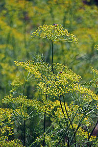 茴香、甜茴香、佛罗伦斯茴香、茴香、Foeniculum vul