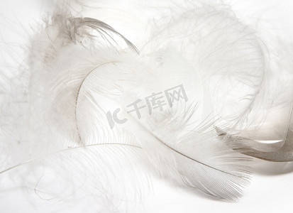 羽毛做的华盖摄影照片_羽绒和羽毛