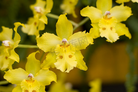 斑点黄色摄影照片_Odontonia 黄色兰花花