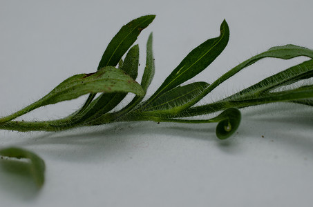 微观植物摄影照片_植物微观图