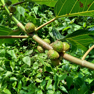 自然背景中的榕树（awar-awar、bar-abar、ki ciyat、bobulutu、tagalolo、tobo-tobo、dausalo）。