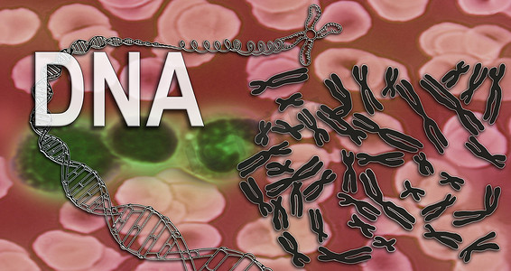 DNA - 染色体 - 血液