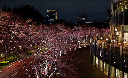 夜间日本街头的粉红色樱花花