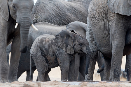 大象象摄影照片_非洲象群