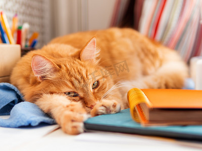 宠物用品电商淘宝摄影照片_可爱的姜猫睡在办公用品中间。