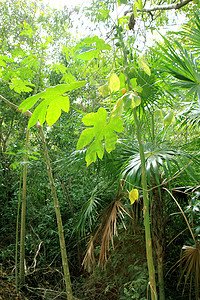 玛雅人摄影照片_丛林雨林氛围绿色背景