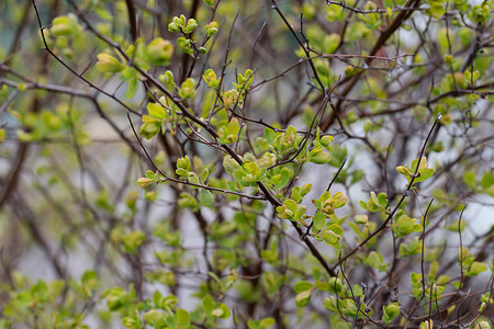新鲜嫩叶摄影照片_树枝上春天新鲜的嫩叶的特写镜头。