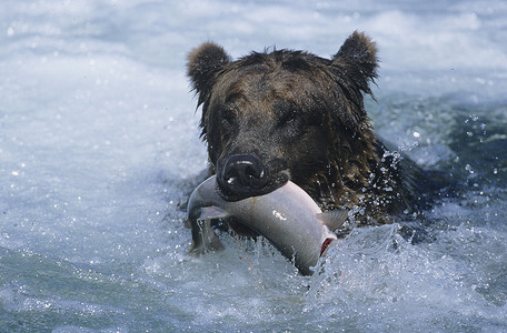 灰熊嘴里叼着鱼游泳
