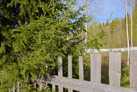 阳光明媚的日子里，绿色的云杉树枝和灰色的旧木栅栏上有裂缝。