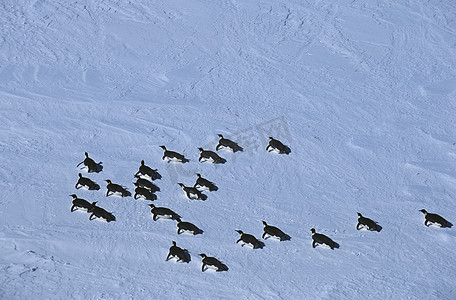 南极洲威德尔海上升者拉森冰架帝企鹅的栖息地