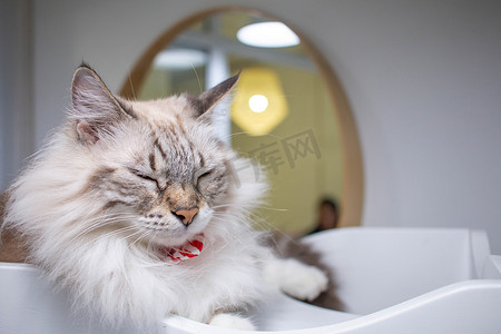 猫黑白摄影照片_宠物咖啡馆里睡觉的黑白长毛猫