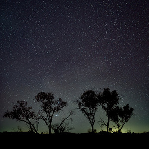 澳大利亚南半球漆黑夜空前的树木剪影