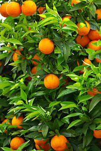 树上成熟的橙子。