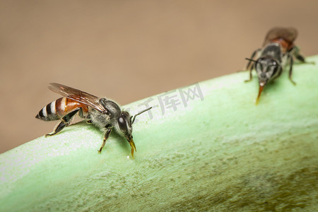 蜜蜂下摆或矮蜂 (Apis florea) 在 t 上吸水的图像