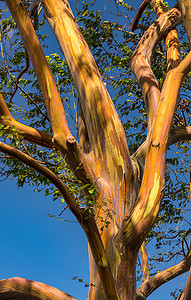 樹摄影照片_可爱岛蓝天彩虹桉树枝条的图案