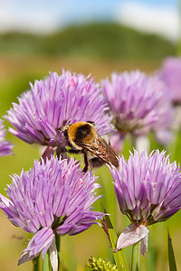 紫色花上的大黄蜂 1