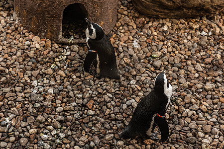 活泼小企鹅摄影照片_两只小企鹅在小岩石上行走