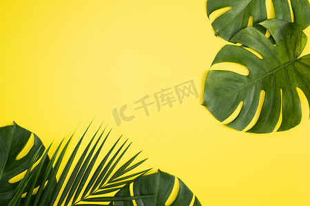 热带棕榈叶隔离在明亮的黄色背景上。