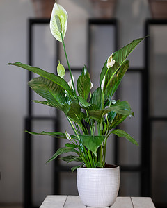 和平百合，白盆中的 spatifilum 花卉植物