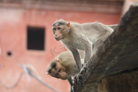 寺庙墙上的猴子