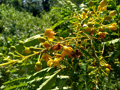 Biancaea sappan（Caesalpinia sappan L.、苏木、secang、sepang、印度红杉）具有自然背景。