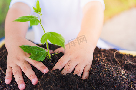 亚洲可爱小快乐小男孩种植幼树的手